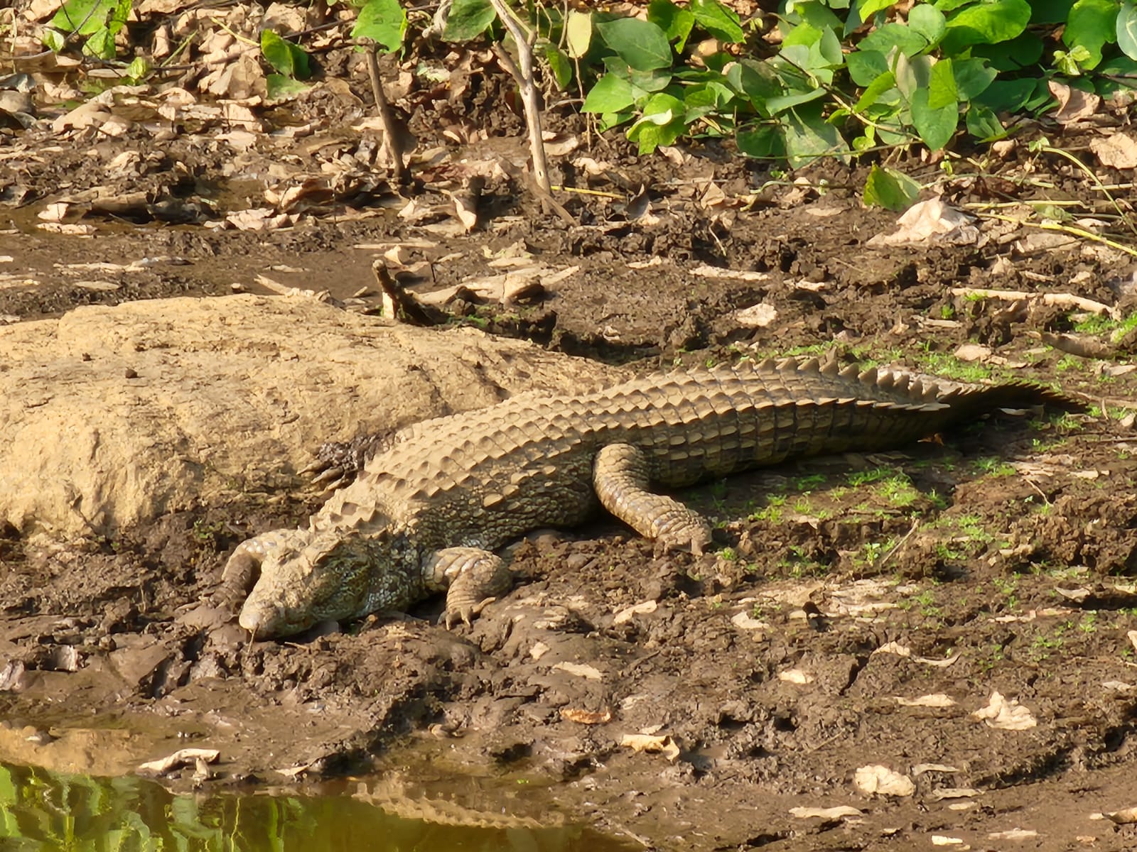 Crocodile